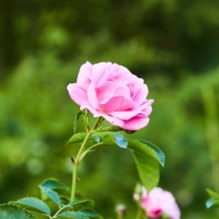 close-up of pink garden roses - garden decoration stock pictures, royalty-free photos & images