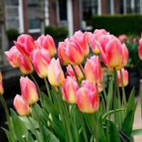 close-up of pink tulips flowers - garden decoration stock pictures, royalty-free photos & images