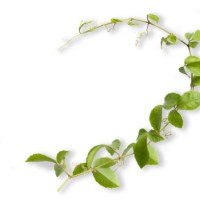 close-up of plant against white background - garden decoration stock pictures, royalty-free photos & images