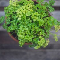 close-up of potted parsley and basil - garden decoration stock pictures, royalty-free photos & images
