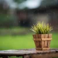 close-up of potted plant on table - garden decoration stock pictures, royalty-free photos & images