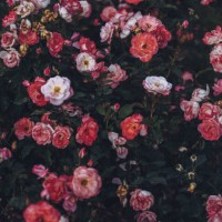 close-up of roses blooming outdoor - garden decoration stock pictures, royalty-free photos & images