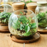 close-up of set of beautiful terrariums on wooden table - garden decoration stock pictures, royalty-free photos & images