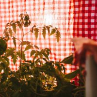 close-up of the hand of young woman waters balcony plants with the spray on the plaid background - garden decoration stock pictures, royalty-free photos & images