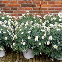 close-up of white daisy flowers in pots - garden decoration stock pictures, royalty-free photos & images