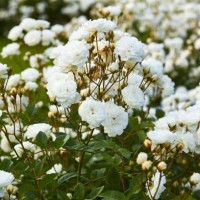 close-up of white garden roses - garden decoration stock pictures, royalty-free photos & images