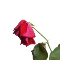 close-up of wilted rose hanging over white background - garden decoration stock pictures, royalty-free photos & images