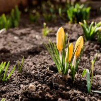 close-up of yellow crocus blooming on field - garden decoration stock pictures, royalty-free photos & images