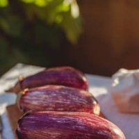 close-up of zebra or graffiti eggplant - with purple and white stripes - garden decoration photos et images de collection