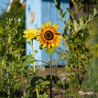 close-up ornamental sunflower against blue shed in cottage garden - garden decoration stock pictures, royalty-free photos & images