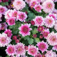 close-up pink chrysanthemum flowers nature background. - garden decoration stock pictures, royalty-free photos & images