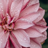 close-up pink dahlia is with raindrops - garden decoration stock pictures, royalty-free photos & images
