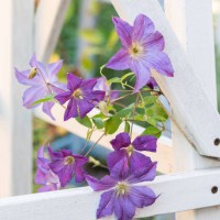 close-up purple clematis flower in bloom on white trellis in a garden - garden decoration stock pictures, royalty-free photos & images