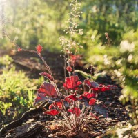 close-up red ornamental plant illuminated by backlit sunlight on flower bed in summer garden, heuchera - garden decoration stock pictures, royalty-free photos & images