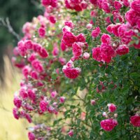 close-up shrub of rambling rose with pink flowers, provence rose - garden decoration stock pictures, royalty-free photos & images