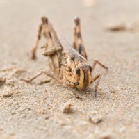 close-up side view of a brown grasshopper on the sand of the beach looking at the camera - garden decoration stockfoto's en -beelden