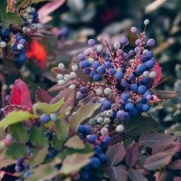 close-up view of colorful berries growing in a lush garden, showcasing nature's beauty. - garden decoration stock pictures, royalty-free photos & images