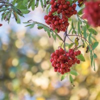close-up view of rowan berries hanging on tree - garden decoration stock pictures, royalty-free photos & images