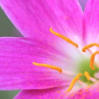close-up view of the punk zephyranthes minuta flowers and yellow pollen - garden decoration stock pictures, royalty-free photos & images
