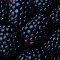 close up blackberries - food stock pictures, royalty-free photos & images