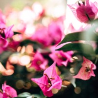 close up of a bouganville flowers - garden decoration stock pictures, royalty-free photos & images