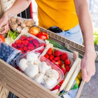 close up of a plastic box full with rescued food - ready for delivery - food stock pictures, royalty-free photos & images