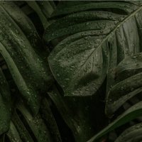 close up of beautiful monstera also known as a swiss-cheese plant under rain. - garden decoration stock pictures, royalty-free photos & images