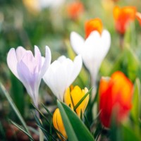 close up of colorful flowers in springtime - garden decoration stock pictures, royalty-free photos & images