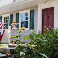 close up of cone flowers in front of a home - garden decoration stock pictures, royalty-free photos & images