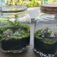 close up of fern, moss and nerves plants growing in terrarium jars - garden decoration stock pictures, royalty-free photos & images
