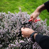 close up of gardener pruning a plant, cutting the flowers of erica with pruning clippers - garden decoration stock pictures, royalty-free photos & images