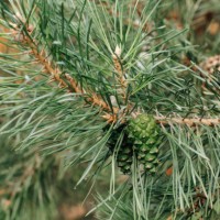 close up of green and small spruce cones hanging on branch of pine evergreen tree, surrounded by stiff and sharp-pointed needles. - garden decoration stock pictures, royalty-free photos & images