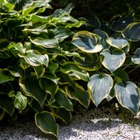 close up of hosta giboshi leaf sprouts - garden decoration stock pictures, royalty-free photos & images