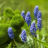 close up of muscaria flowers and easter bunny on green spring background. blue wild hyacinths - garden decoration stock pictures, royalty-free photos & images