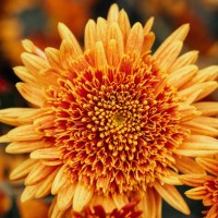 close up of orange chrysanthemums flower. - garden decoration stock pictures, royalty-free photos & images