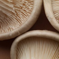 close up of oyster mushrooms - food stock pictures, royalty-free photos & images