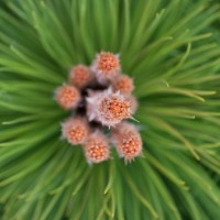 close up of pine tree branch with young cones - garden decoration stock pictures, royalty-free photos & images