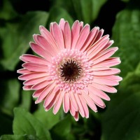 close up of pink gerbera daisy - garden decoration stockfoto's en -beelden