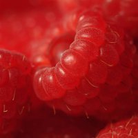 close up of red raspberries (rubus idaeus) - food stock pictures, royalty-free photos & images