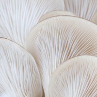 close up of white colored oyster mushroom - food stock pictures, royalty-free photos & images