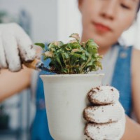 close up of young asian woman transplanting plant into new pot in the morning at home. - garden decoration stockfoto's en -beelden
