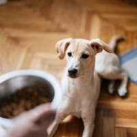 close up photo of woman hands holding bowl of granules for her dog - food stock pictures, royalty-free photos & images