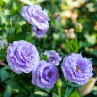 close up shot of the purple lisianthus flower in the garden. - garden decoration stock pictures, royalty-free photos & images