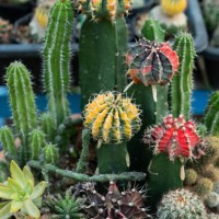close up top view cactus in house plants. cactus farm. - garden decoration stockfoto's en -beelden