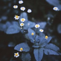 closeup on white chamomile flower on black background. - garden decoration stock pictures, royalty-free photos & images