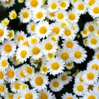 closeup on white chamomile flowers - garden decoration stock pictures, royalty-free photos & images