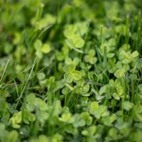 clover as lawns - garden decoration stock pictures, royalty-free photos & images