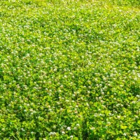 clover flowers carpet - garden decoration stock pictures, royalty-free photos & images
