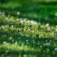 clovers in shade and sun - garden decoration stock pictures, royalty-free photos & images