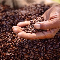 coffee beans freshly roasted, aromatic and healthy - coffee stockfoto's en -beelden